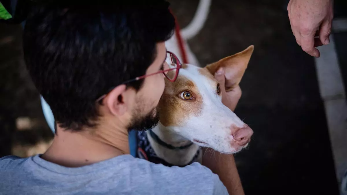 Denuncian el sorteo de un cachorro de podenco por Fedexcaza en un encuentro escolar
