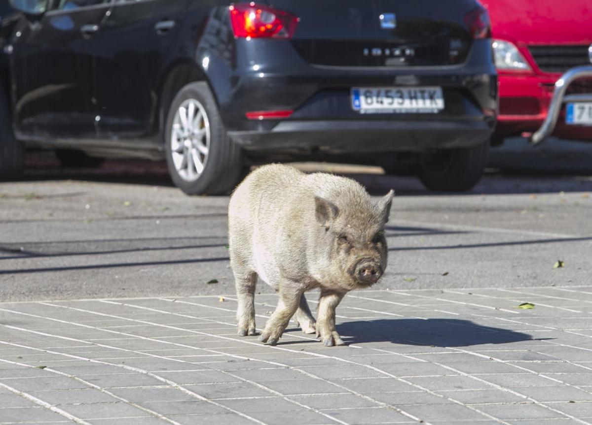 Cerdos vietnamitas en el entorno del Cementerio de Alicante
