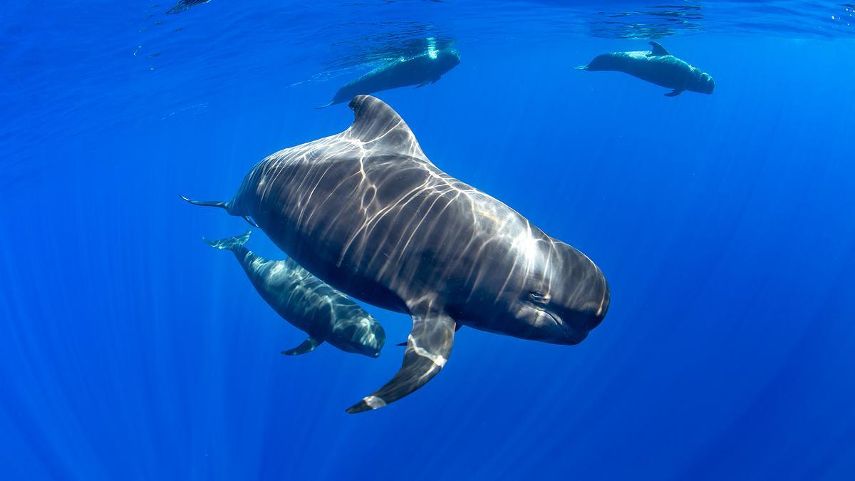 Prepárate para ver ballenas piloto, delfines mulares