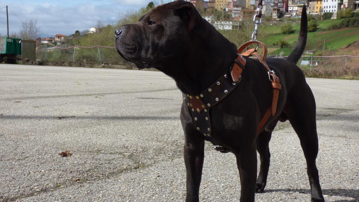 Perro Rol “Rol”, así es el perro campeón de campeones en la feria de Tineo - La ...