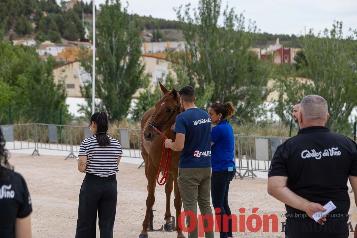 Control veterinario de los Caballos del Vino en Caravaca