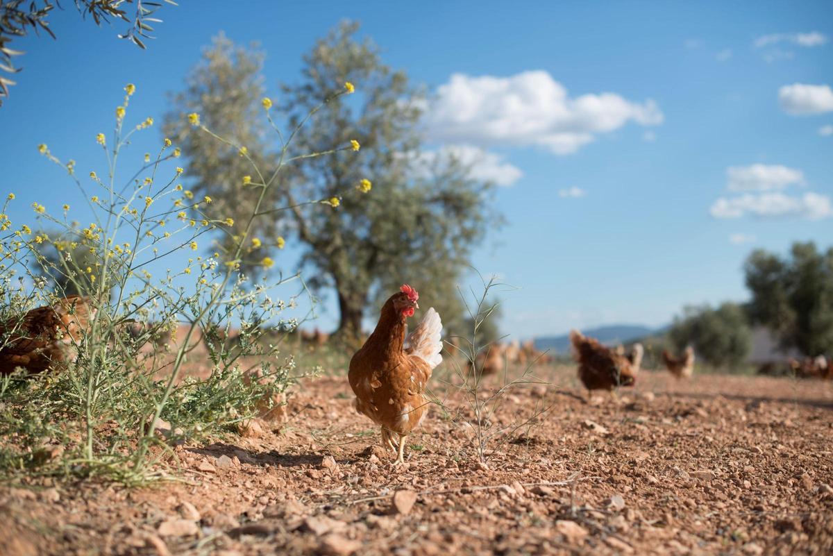 Gallinas camperas en una explotación al aire libre, en una imagen que ilustra el modelo de producción por el que apuesta Huevos Guillén en su nuevo proyecto de Ribera del Fresno.