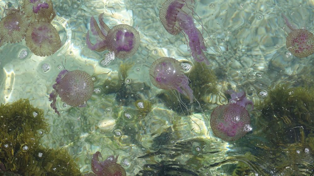 Las medusas invaden la costa de Cala Vinyes