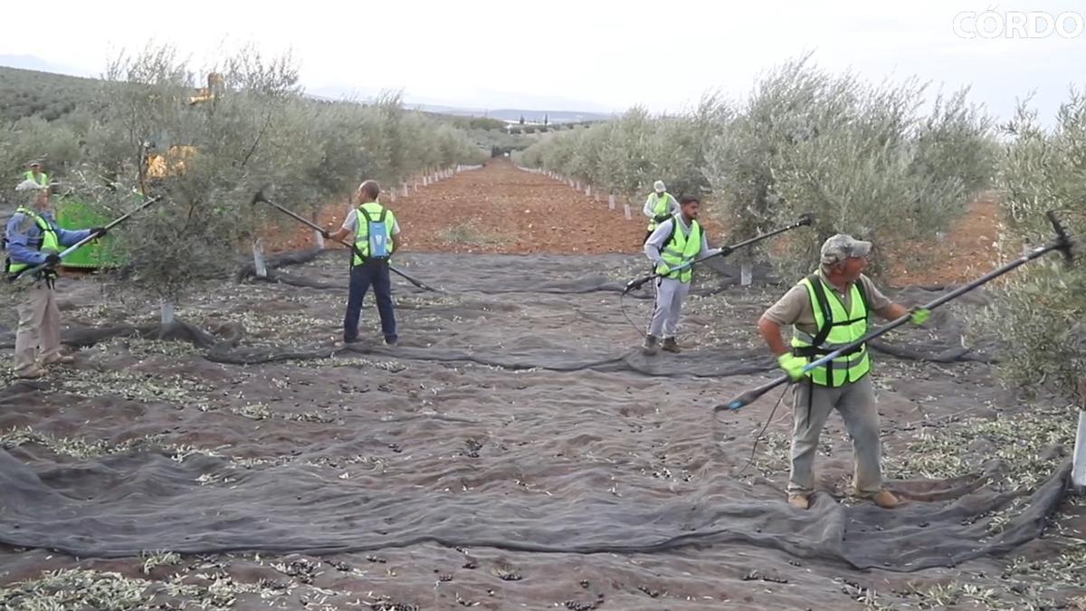 Así está siendo la campaña de recogida de la aceituna en Córdoba