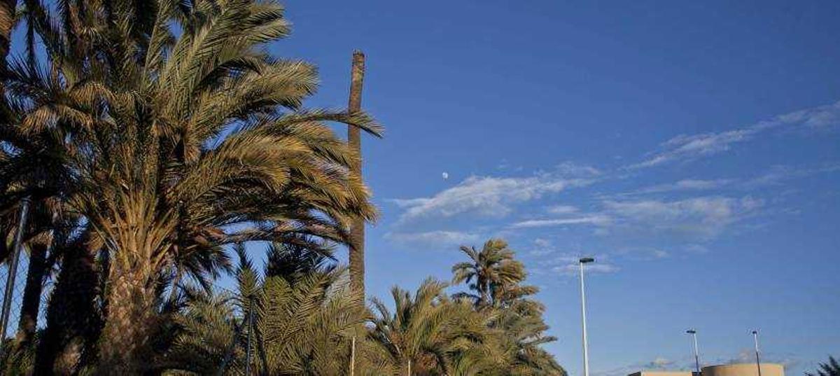 Dos heridos, uno grave, al caerles encima la copa de una palmera por el vendaval