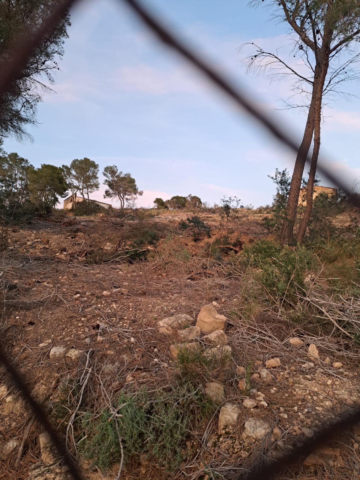 La tala era, en teoría, para eliminar pinos secos y muertos