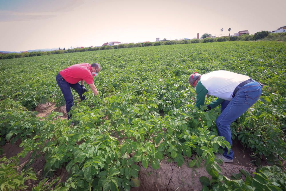 Agricultores y mercaderes venden a domicilio el género que cultivan y que compran tras la suspensión de la venta ambulante, que tiene previsto su reanudación desde el 30 de abril