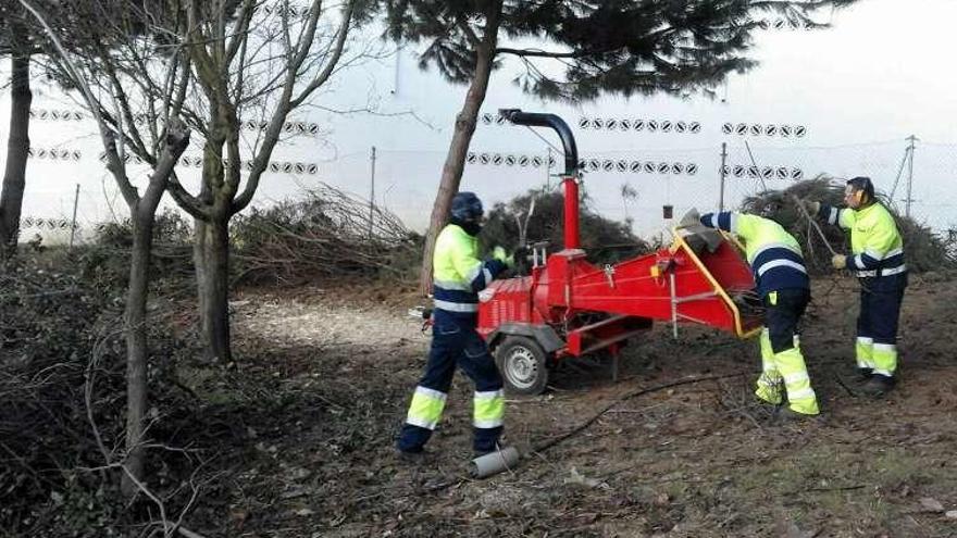 Operarios municipales triturando los restos vegetales.