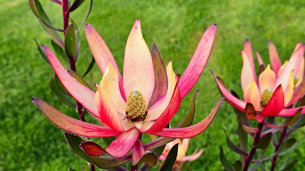 De paseo por el vergel de San Justo, en Villaviciosa