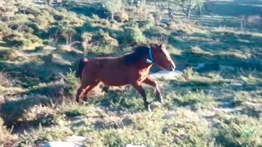 Una manada de caballos aparece con las patas con 'trancas' en Moaña