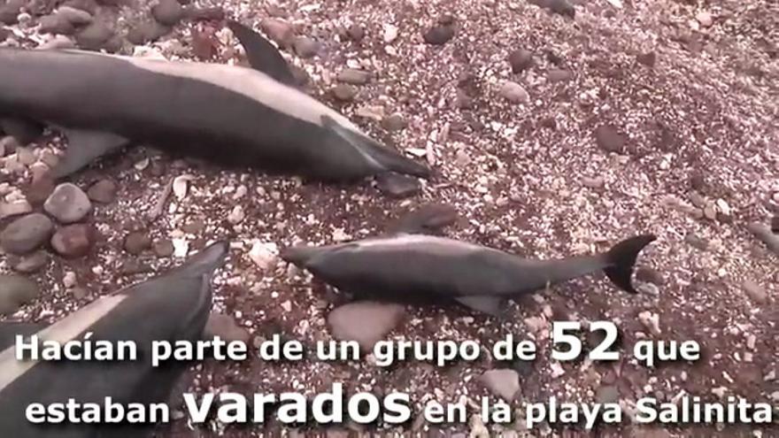 Mueren 20 delfines en una playa mexicana