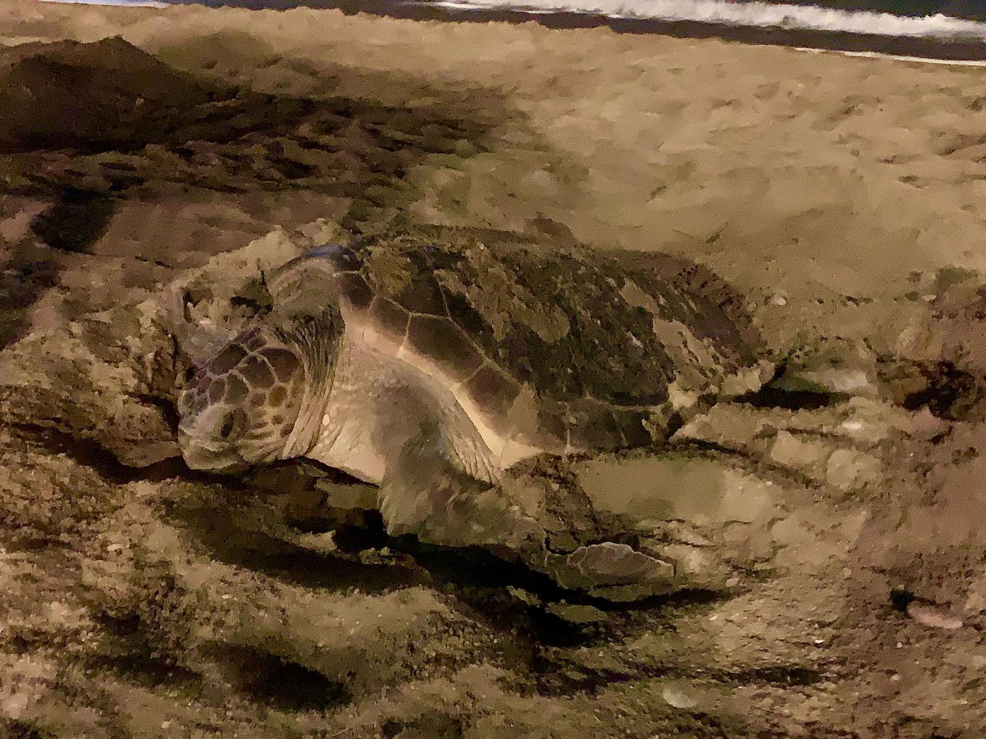 Galería: Una tortuga marina anida en una playa de Vinaròs