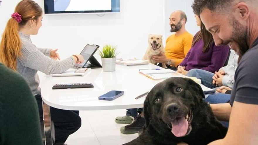 Con el perro a la oficina: una empresa alicantina permite a los trabajadores llevar a sus mascotas