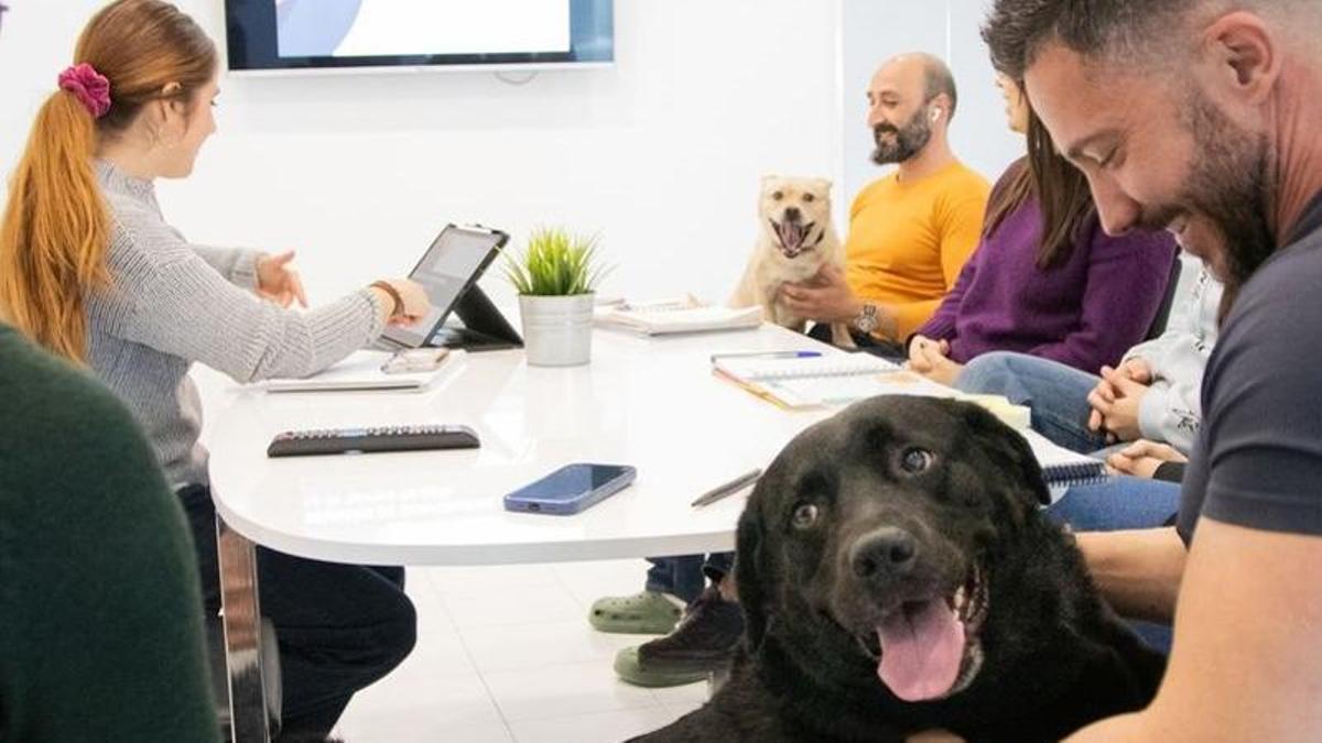 Claves para entender a nuestras mascotas: ansiedad, miedos y conductas inesperadas