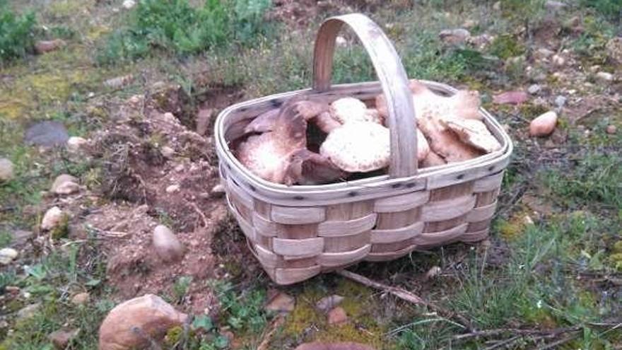 Una cesta repleta de setas de cardo recogidas en primavera.