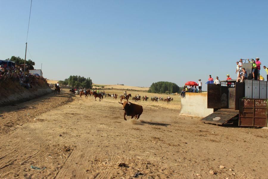 Fiestas en Zamora: Encierro en Argujillo