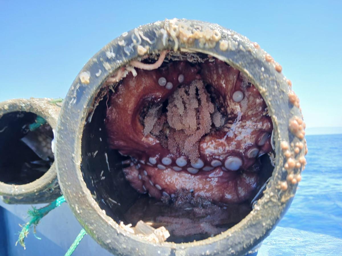 Un cacharro de pulpo con un ejemplar en su interior.
