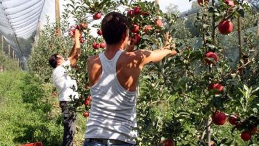 La collita de poma ecològica de muntanya arribarà a les 16 tones