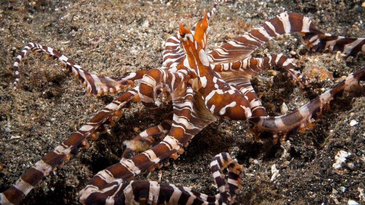 Imagen del Wunderpus.