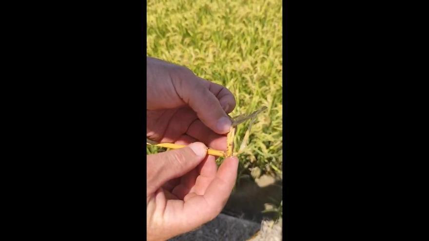 La plaga del ‘cucat’ amenaza la recta final del arroz en la Ribera Baixa con mermas de hasta el 60%