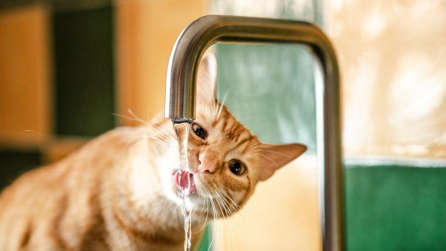 Por qué los gatos ignoran su bebedero y prefieren el agua del grifo: la explicación científica (y cuándo alarmarse)