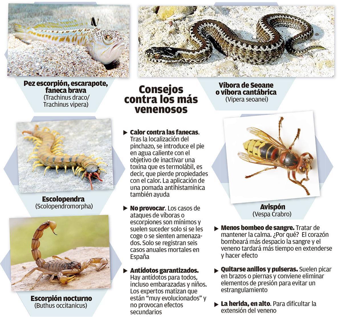Consejos contra los más venenosos