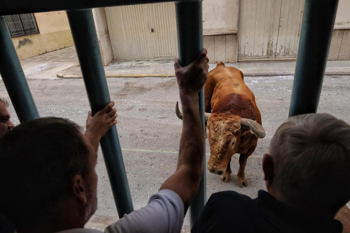 Así ha sido la última jornada de 'bous per la Vila' en Almassora