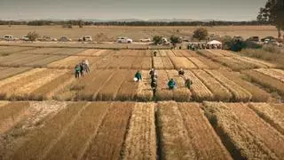 El calor y la sequía se comen casi el 18% de la cosecha de cereal de Aragón