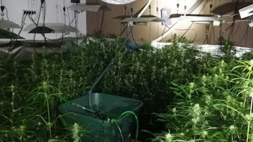 Localitzen a Siurana un cultiu amb més de 2.500 plantes de marihuana