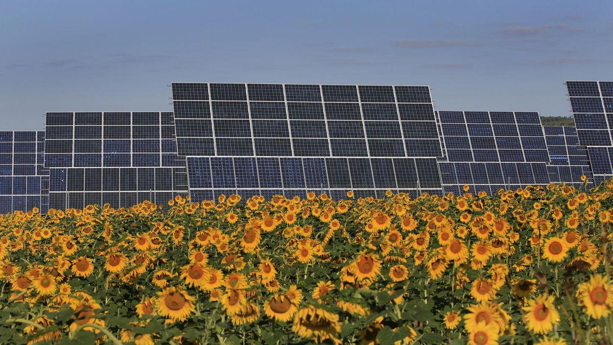 Placas solares frente a un campo de girasoles de Valencia.