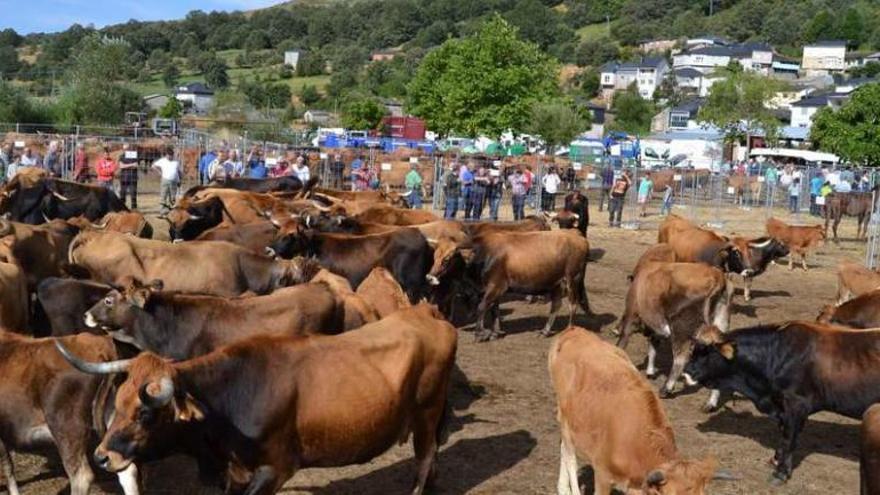 Aspecto que presentaba ayer el recinto ferial de Porto, que congregó a gran número de personas y de ejemplares de raza alistano-sanabresa.