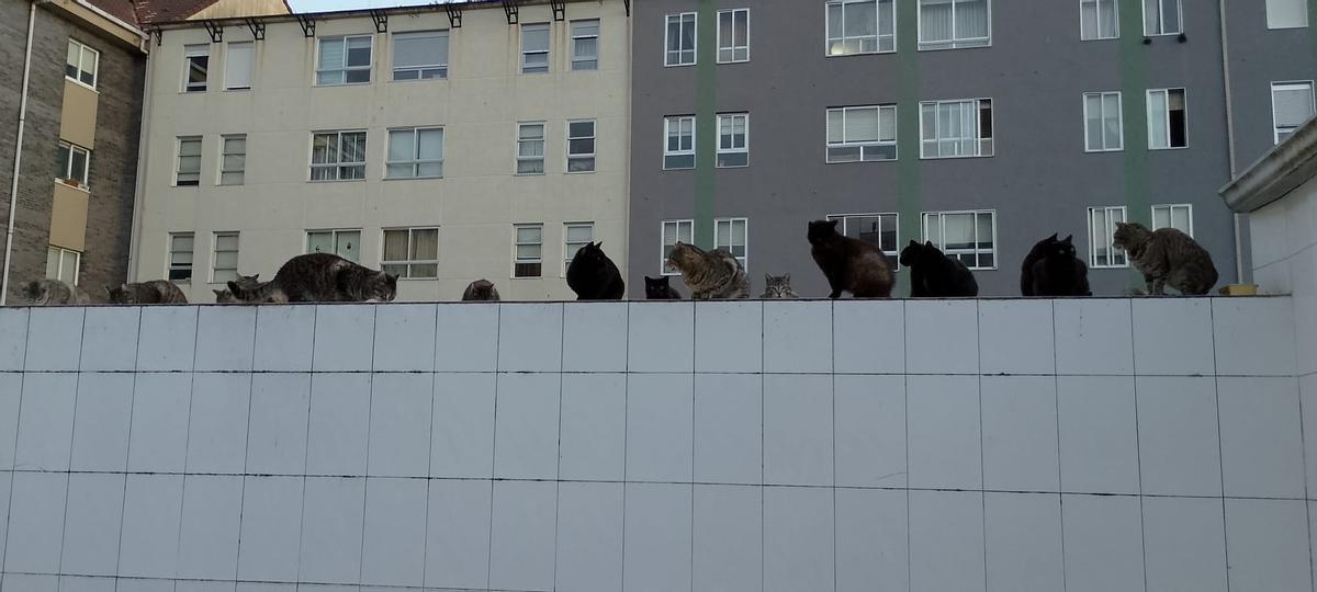 Colonia de gatos en San Roque, atrapados en un solar.