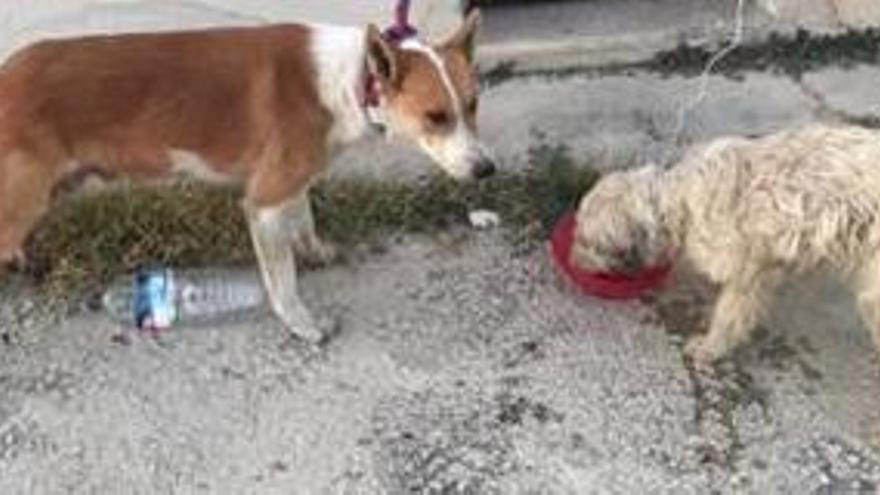 Rescatan a dos perros atrapados en una balsa