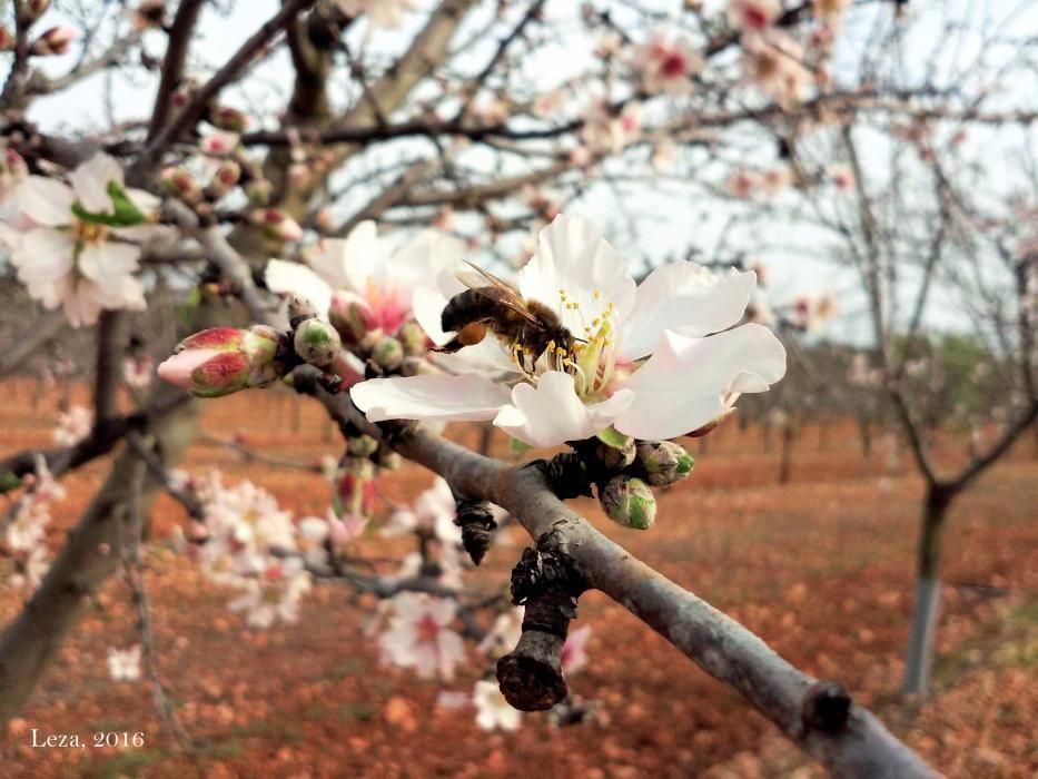 Ein zweites auf Mallorca entdecktes Nest der Asiatischen Hornisse ist zerstört worden. Experten machten das Nest der eingeschleppten Art, die vor allem für die Bienen eine Gefahr sind, in der Nähe von Sóller aus. Unsere Galerie zeigt auch das erste Nest sowie Exemplare der Hornisse.