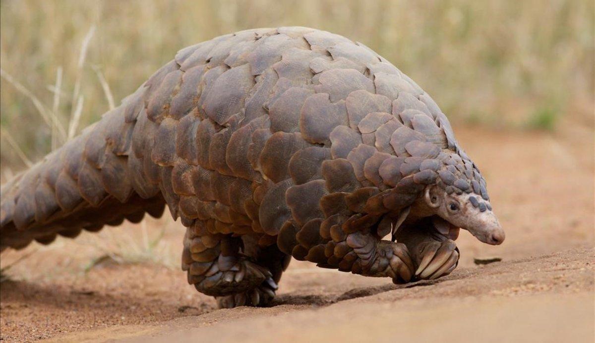 zentauroepp25856143 pangolin200207095345 zentauroepp25856143 pangolin200207095345