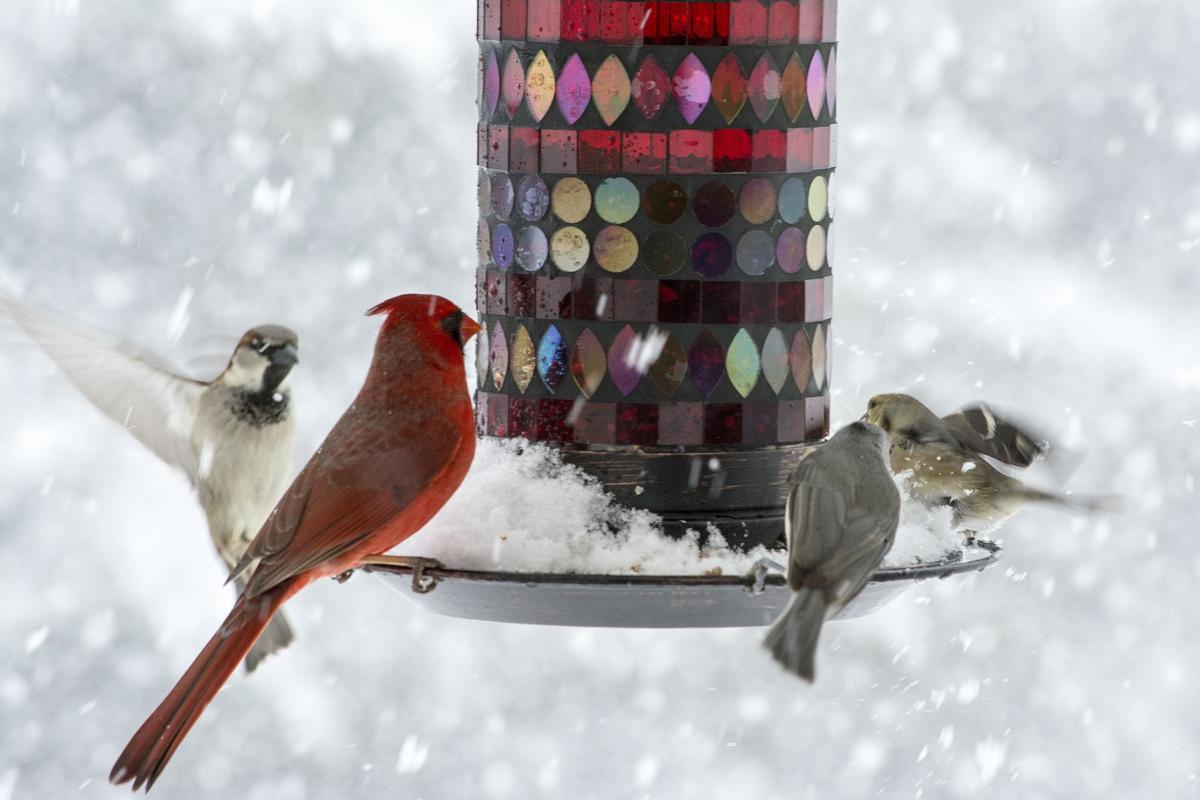 Varios pájaros se alimentan en un comedero entre la nieve.