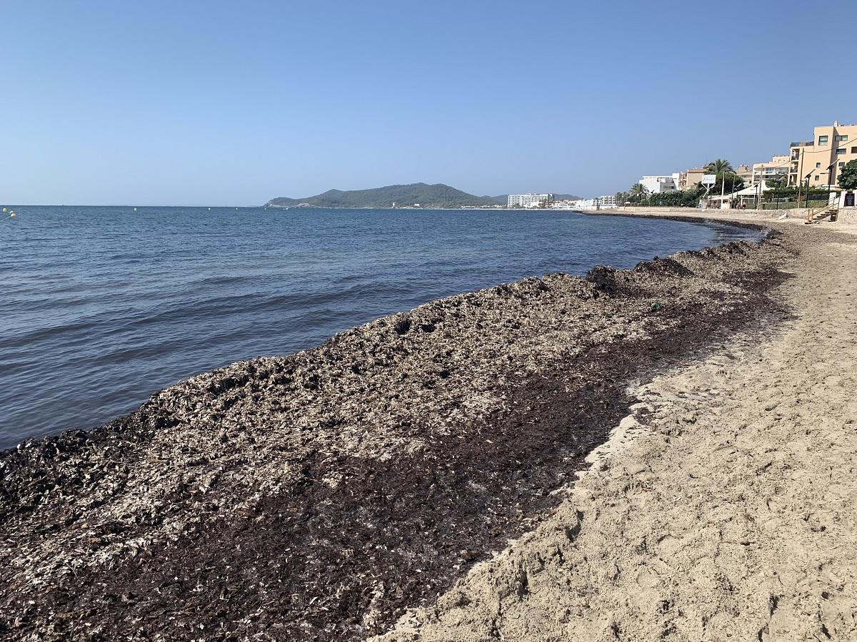 Posidonia seca en la orilla de una playa de Ibiza