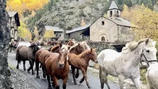 Empieza la trashumancia de caballos de la montaña de Tor hacia el Pallars Jussà