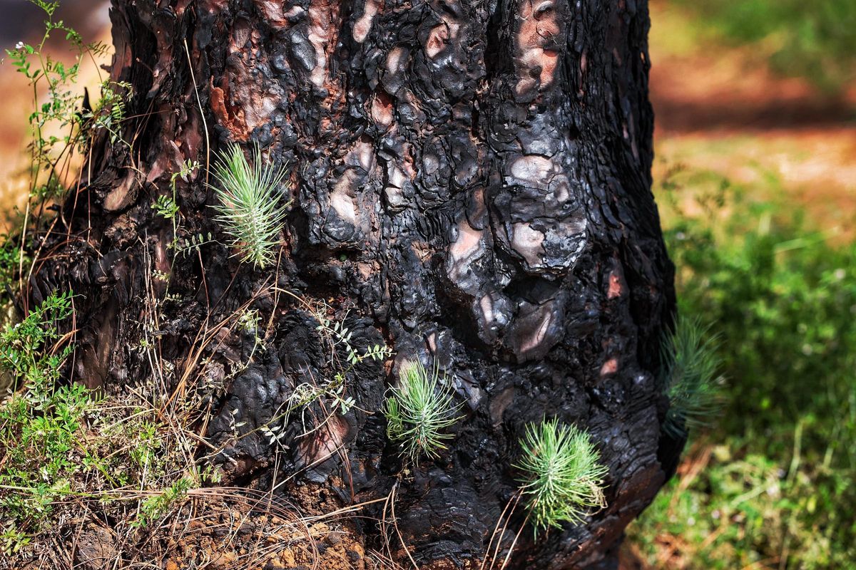Buds at the base of a pine tree on Mount La Esperanza.