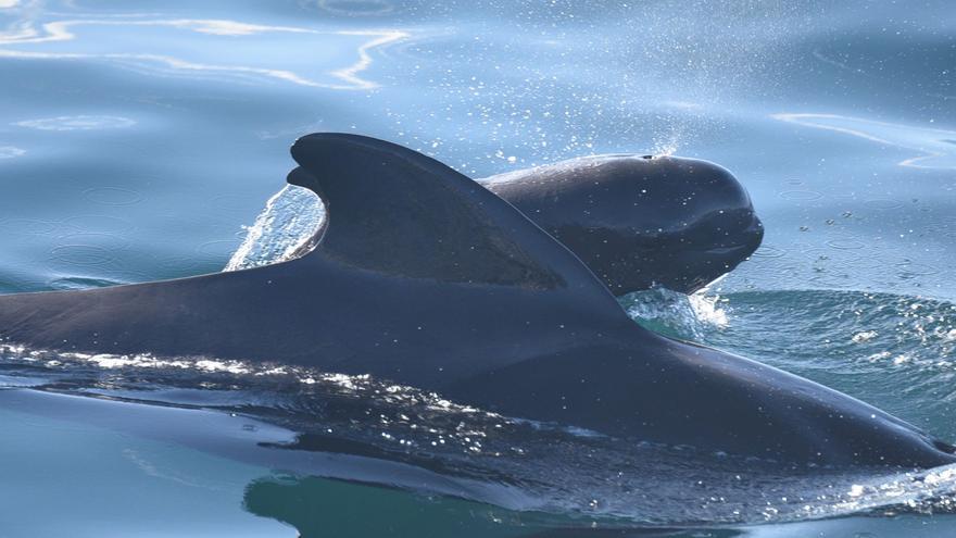 Descubren microplásticos incrustados en ballenas y delfines