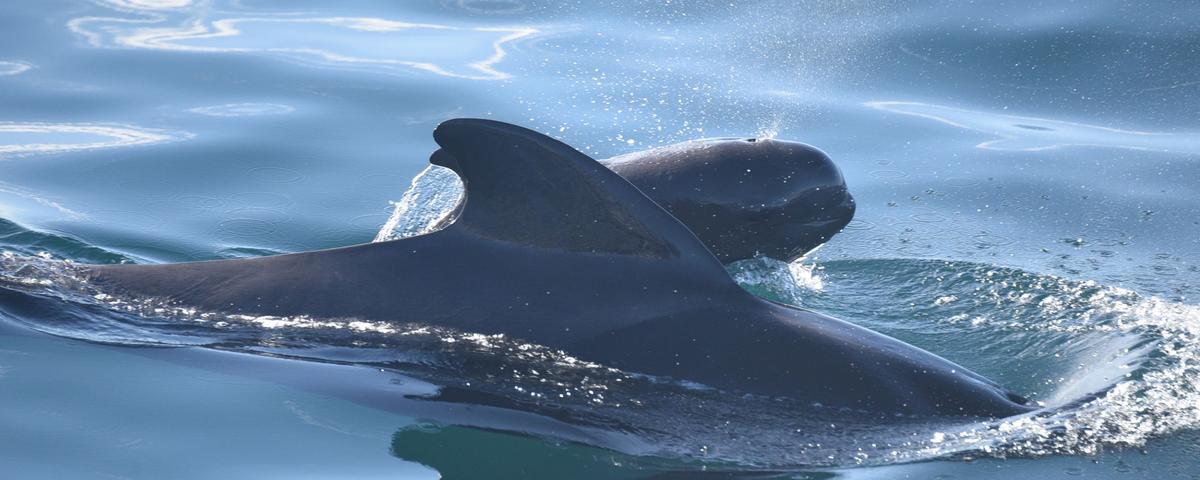Descobreixen microplàstics incrustats en teixits de balenes i dofins