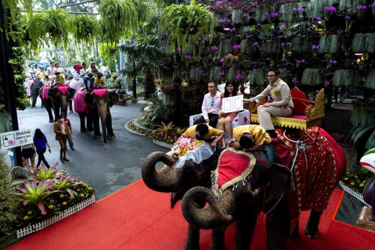 Ceremonia de firma de licencias de matrimonio en elefantes, el día de San Valentín, en el Jardín Tropical Nong Nooch en Chonburi, Tailandia