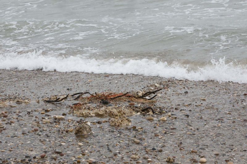 Desperfectos del temporal en las playas del Perellonet y El Saler.