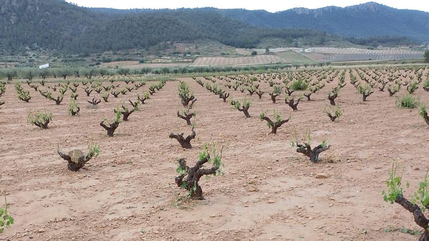 Piden la Declaración de Zona Catastrófica por los daños del granizo en Jumilla