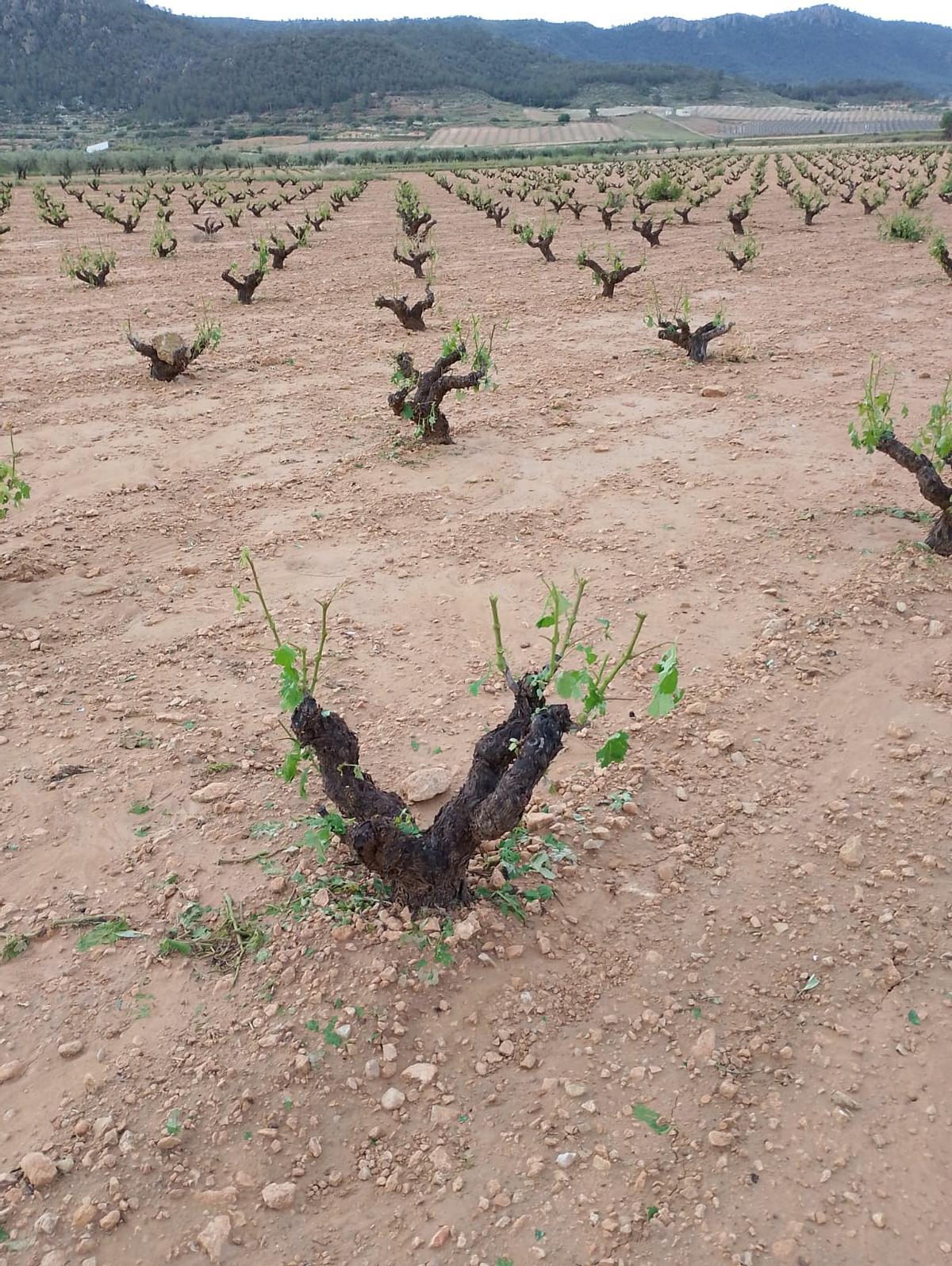 Cepas dañadas tras la granizada en Jumilla