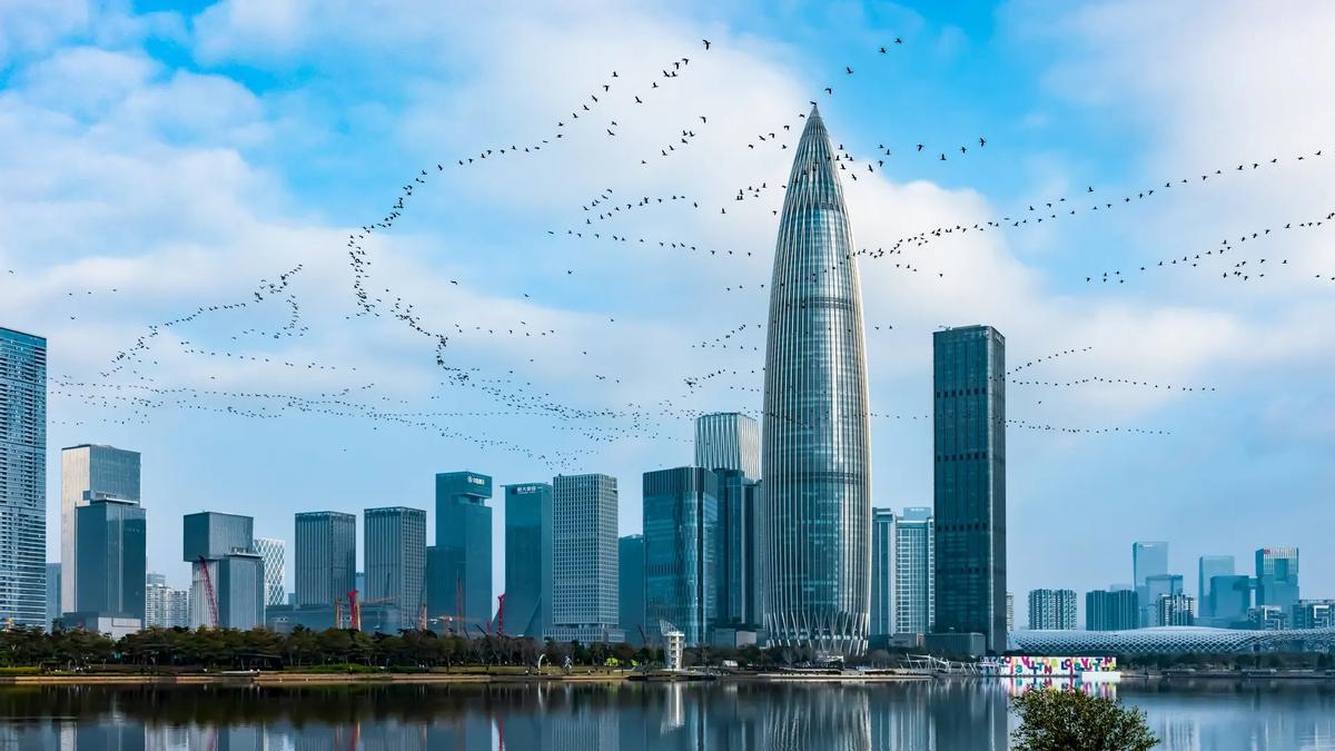 Cormoranes en migración sobre Shenzhen, en China