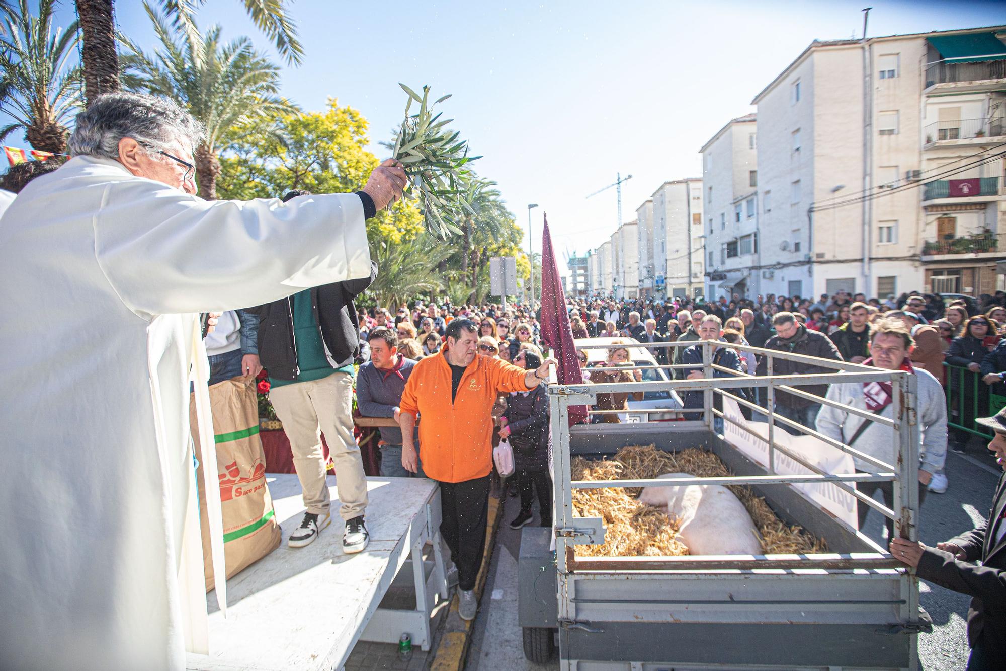 Romería y Bendición de animales en San Antón de Elche