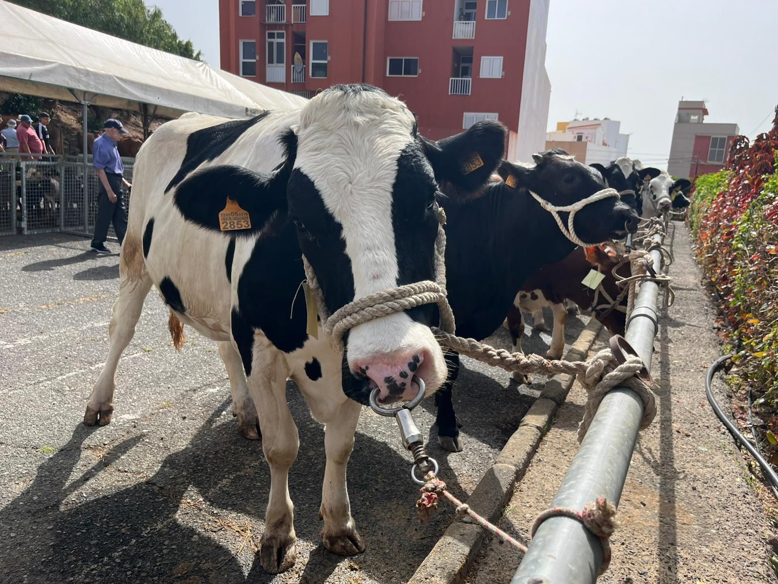 El calor cancela actos en las fiestas en honor a San Pedro y San Pablo de Ingenio