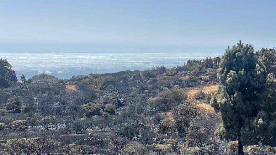 Visita guiada a la zona del incendio de Tejeda (04/08/2023)