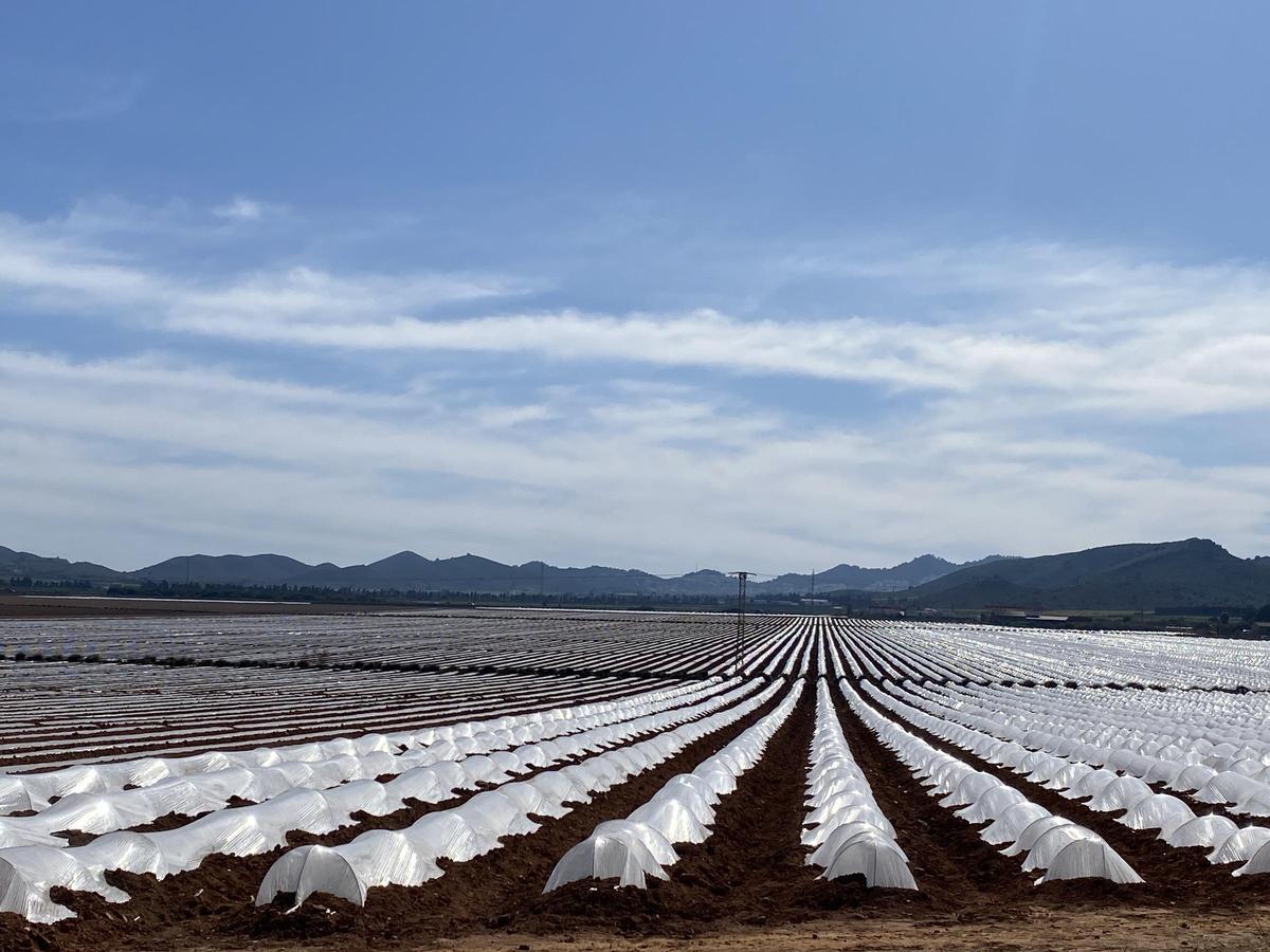 Numerosos plásticos usados con fines agrícolas.